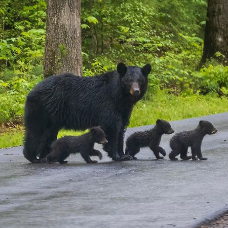 Her Majesty'S Way, Awesome Mtn Views, 1089 Free Tickets Each Paid Day, Dollywood And More Gatlinburg Luaran gambar