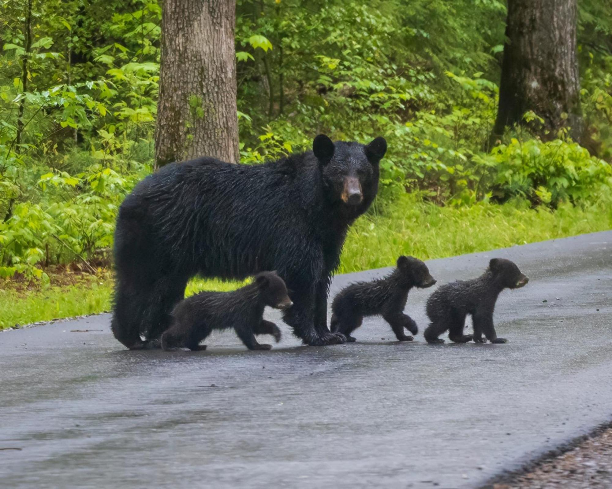 Her Majesty'S Way, Awesome Mtn Views, 1089 Free Tickets Each Paid Day, Dollywood And More Gatlinburg Luaran gambar